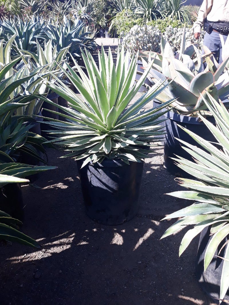 Photo for Agave angustifolia (Caribbean Agave)