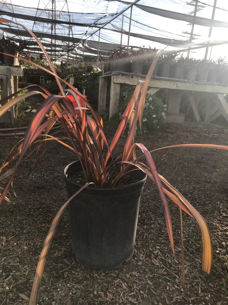 Photo for Phormium 'Maori Maiden' ('Rainbow Maiden') (Rainbow Queen New Zealand Flax)