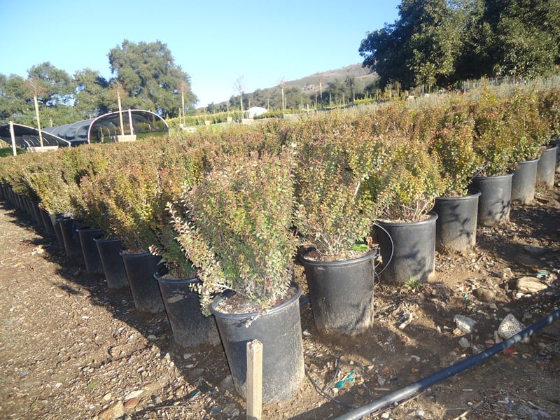 Photo for Myrsine africana (African Boxwood)