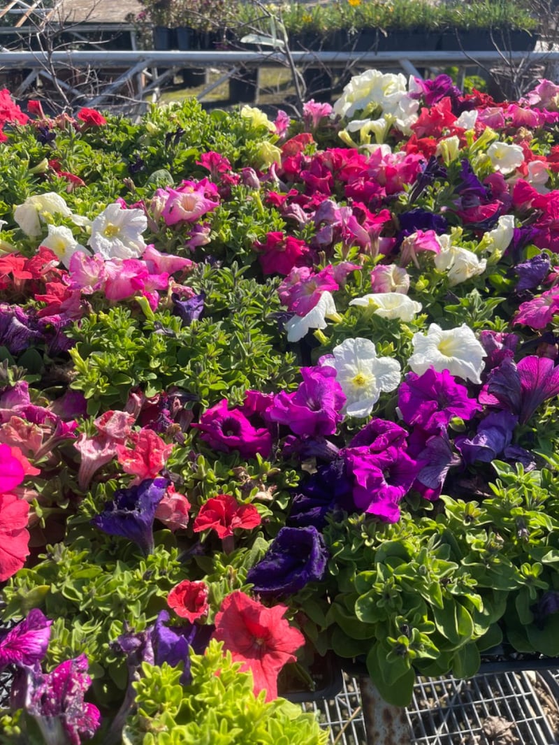 Photo for Annual Color (Annual Color)