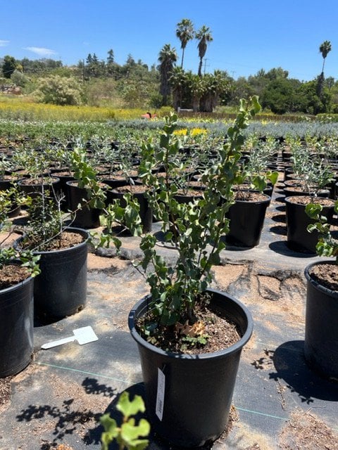 Photo for Prunus ilicifolia (Holly-leafed Cherry)