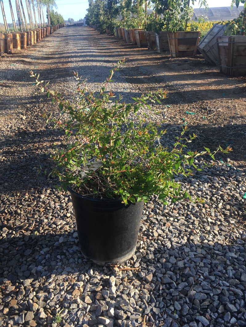 Photo for Abelia grandiflora 'Edward Goucher' (Edward Goucher Abelia)