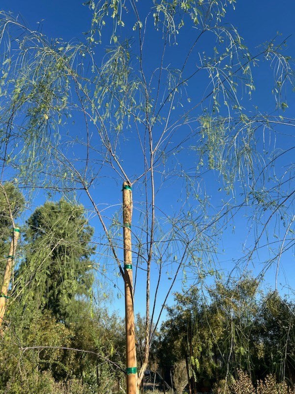 Photo for Acacia willardiana (Palo Blanco)