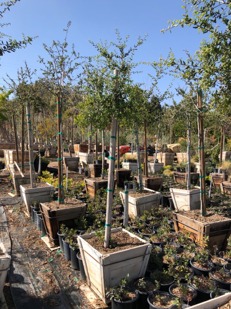 Photo for Quercus agrifolia (Standard) (Coast Live Oak)