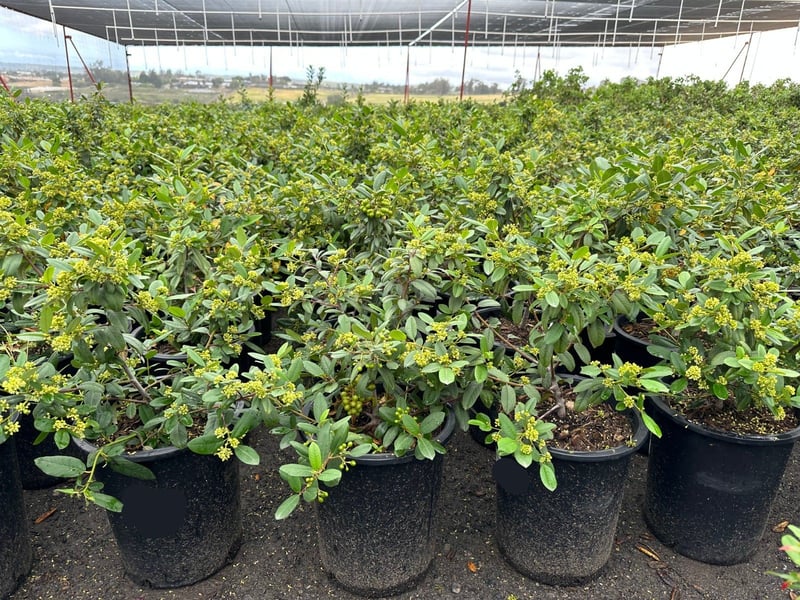 Photo for Rhamnus californica (Coffeeberry)