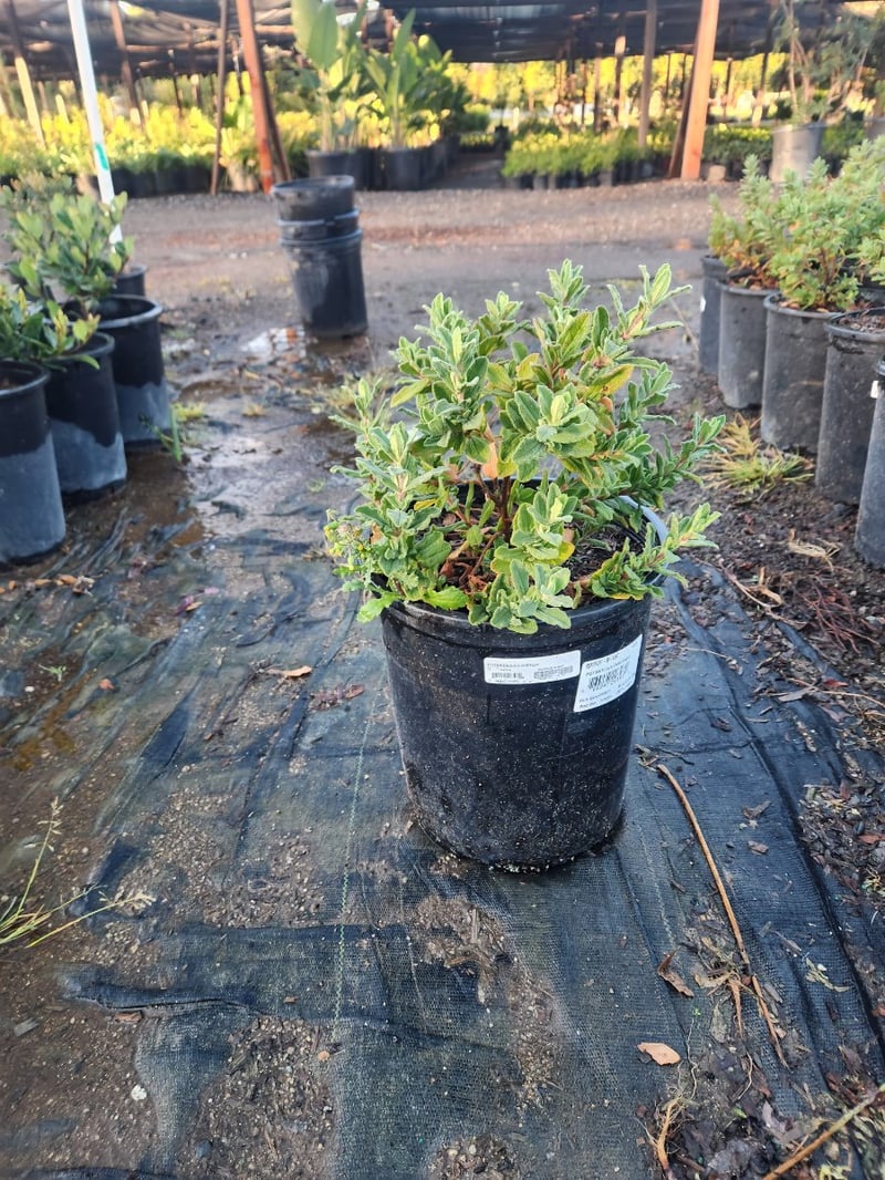Photo for Cistus 'Sunset' (Sunset Rockrose)