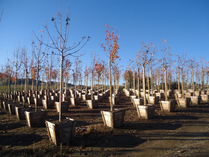 Photo for Pyrus calleryana (Callery Pear)