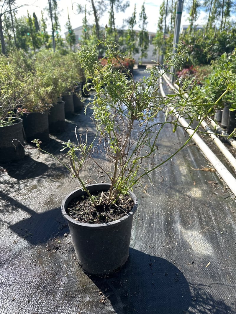 Photo for Verbena lilacina 'De La Mina' (De La Mina Verbena)