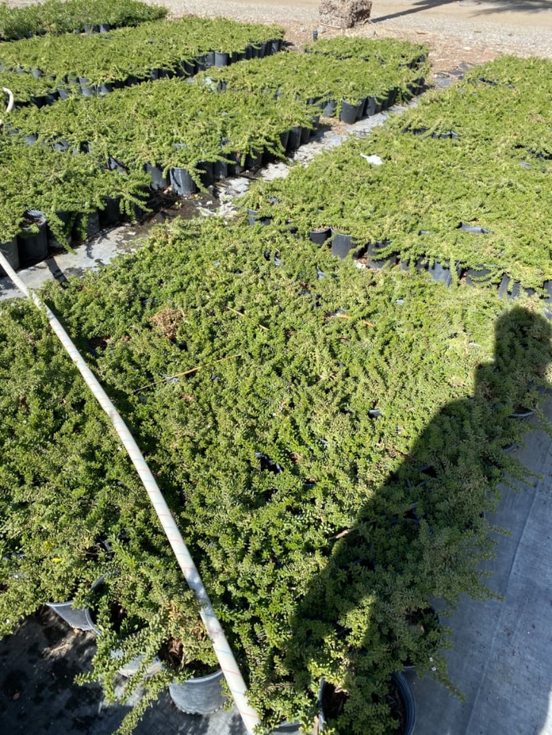 Photo for Myoporum parvifolium 'Pink' (Pink Australian Racer, Pink Groundcover Myoporum)