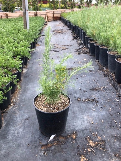 Photo for Artemisia californica (California Sagebrush)