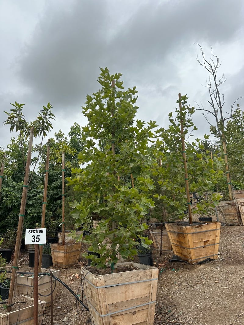 Photo for Platanus x acerifolia (London Plane Tree)