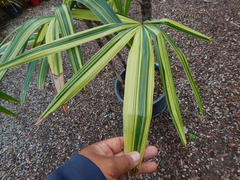 Photo for Rhapis excelsa 'Variegata' (Multi) (Variegata Lady Palm)