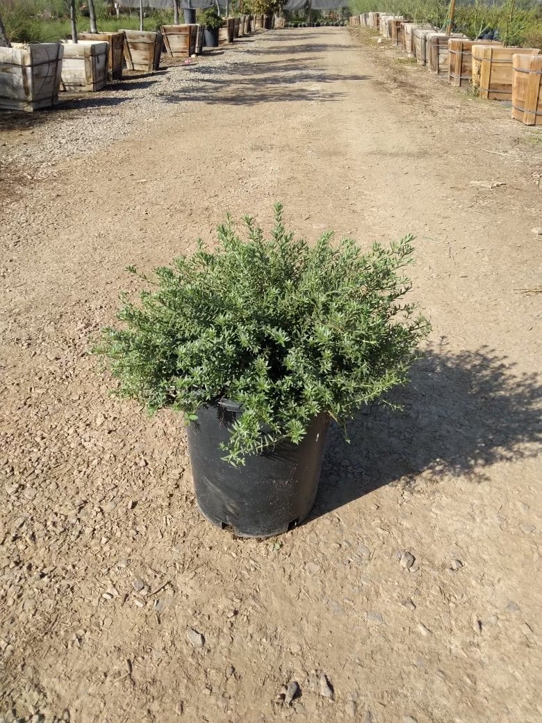 Photo for Westringia 'Low Horizon' (Low Horizon Westringia)