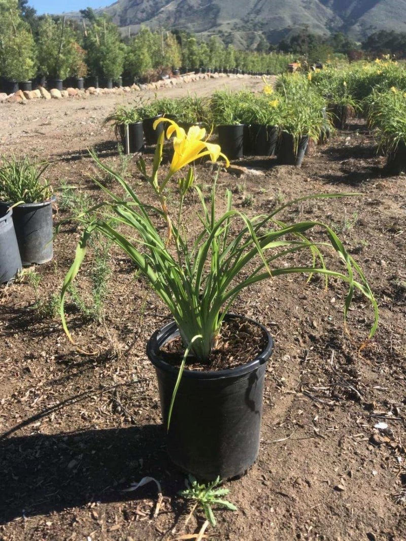 Photo for Hemerocallis hybrid 'Yellow' (Yellow Daylily)