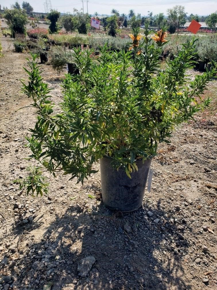 Photo for Leonotis leonurus (Lion's Tail)