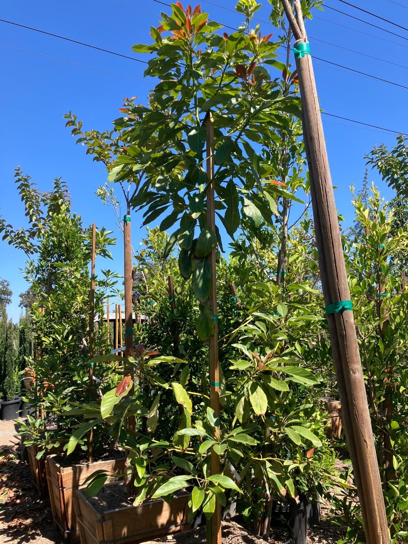 Photo for Persea americana 'Hass' (Hass Avocado)