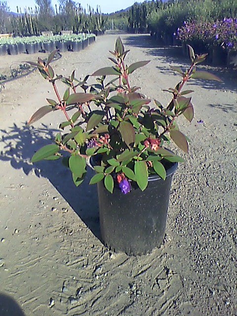 Photo for Tibouchina urvilleana (T. semidecandra) (Princess Flower)