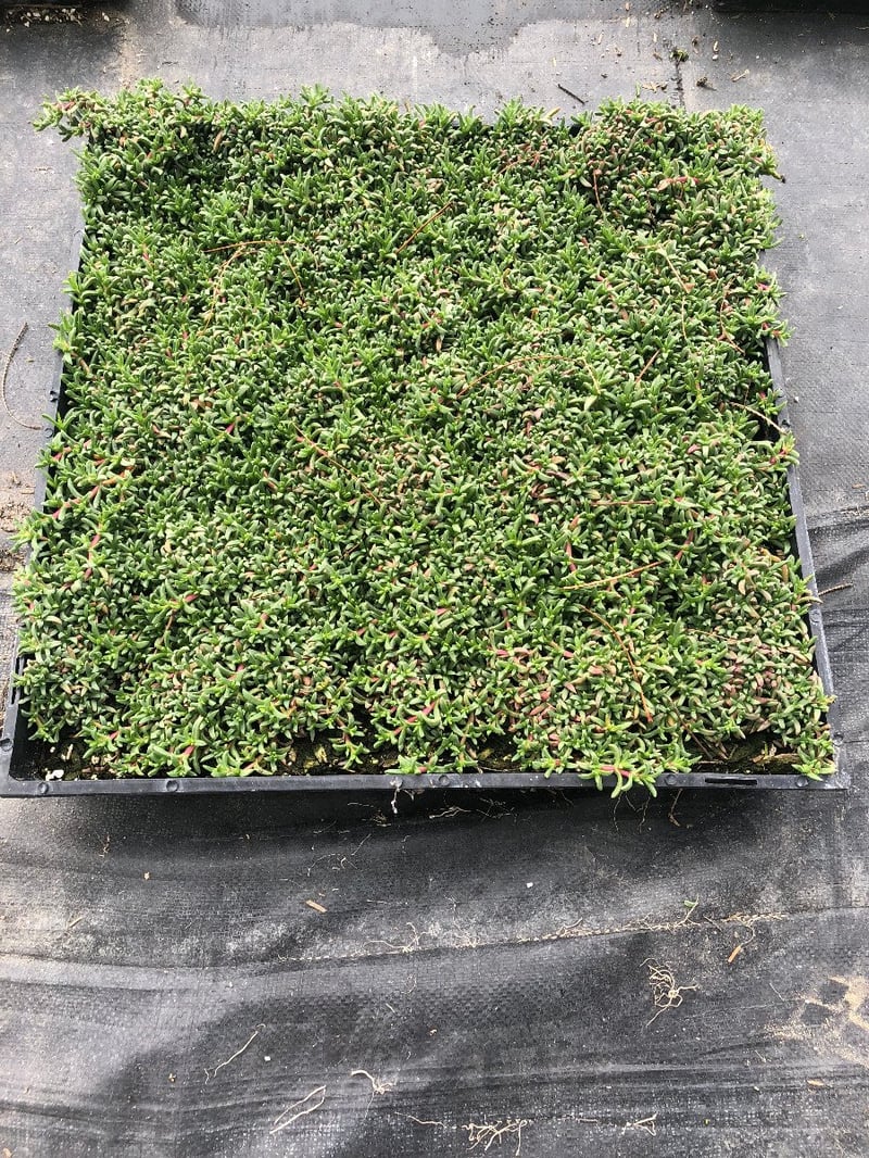 Photo for Ruschia lineolata 'Nana' ('Nana' Carpet of Stars)