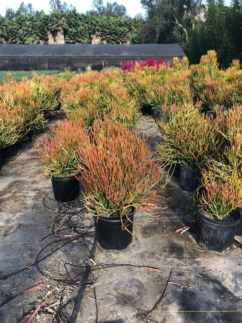 Photo for Euphorbia tirucalli 'Sticks on Fire' (Red Pencil Tree)