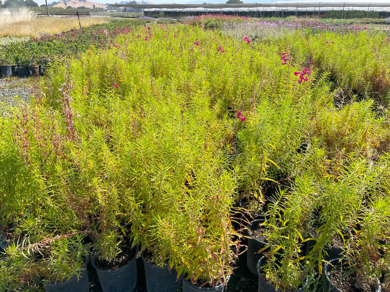 Photo for Penstemon x 'Firebird' (Schoenholzeri) (Firebird Beard Tongue)