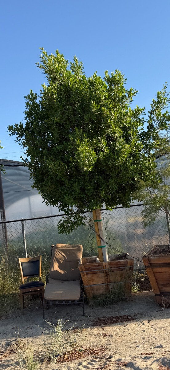 Photo for Ficus microcarpa nitida (retusa) - (Standard) (Indian Laurel)