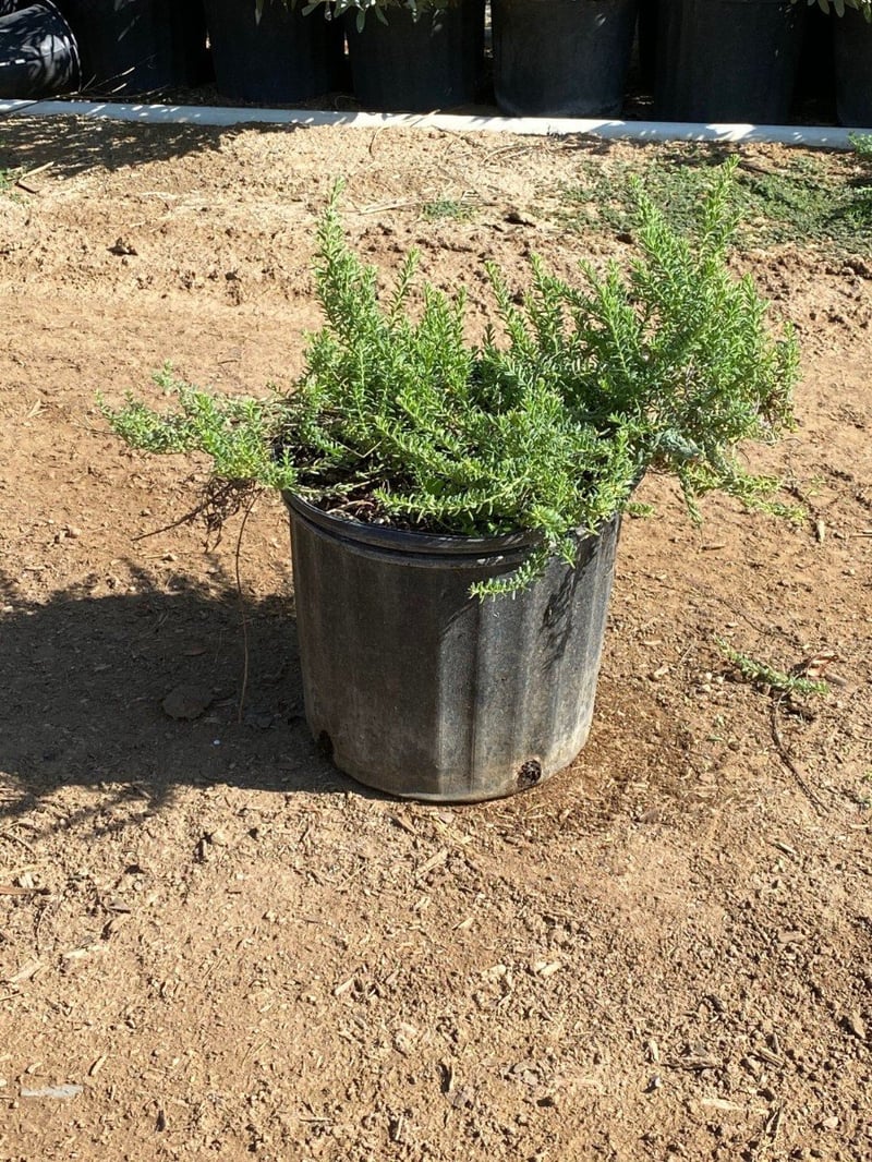 Photo for Grevillea lanigera 'Prostrate' (Prostrate Woolly Grevillea)