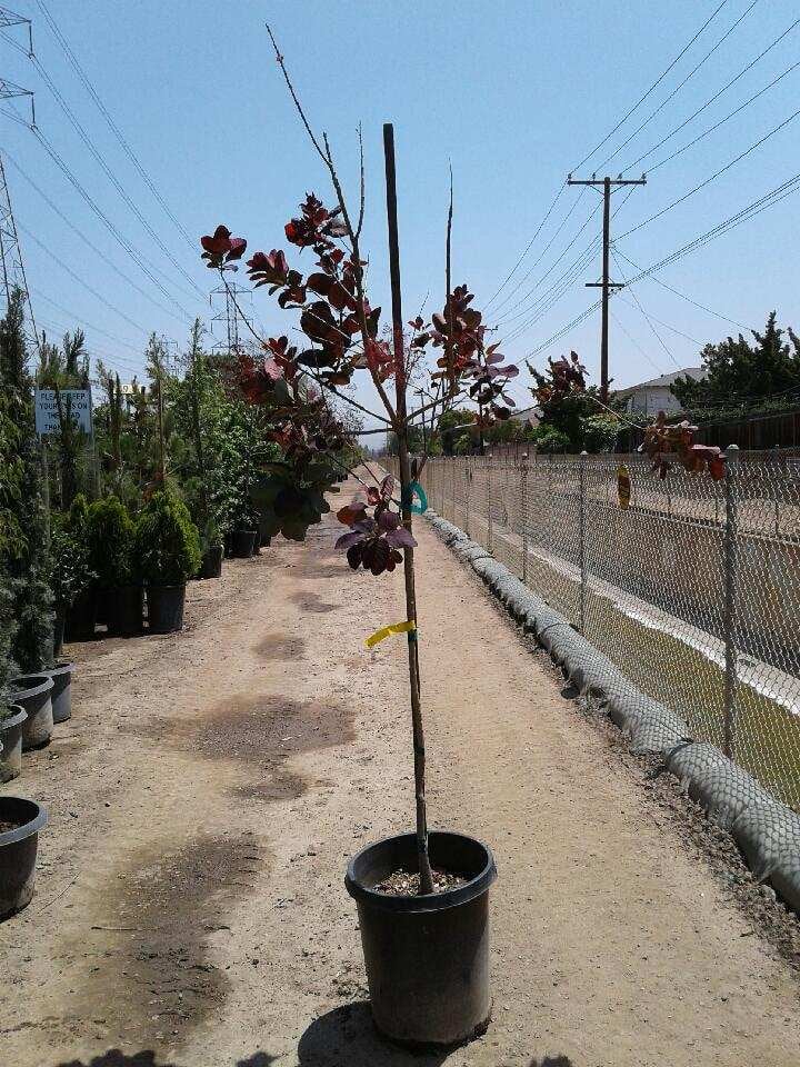 Photo for Cotinus coggygria 'Royal Purple' (Royal Purple Smoke Tree)