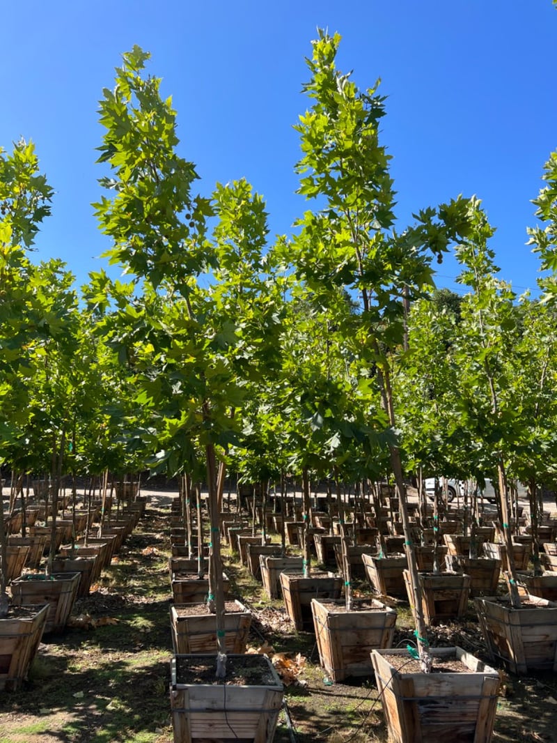 Photo for Platanus acerifolia 'Bloodgood' (Standard) (Bloodgood London Plane Tree)