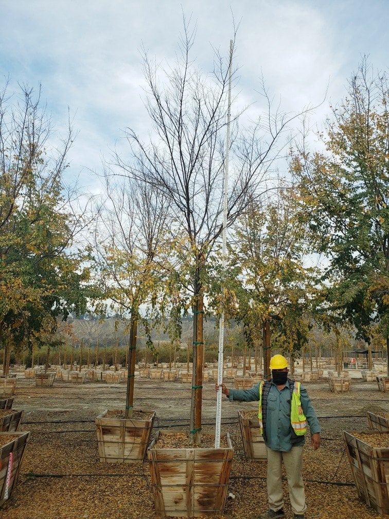 Photo for Ulmus parvifolia 'Drake' (Drake's Chinese Elm)