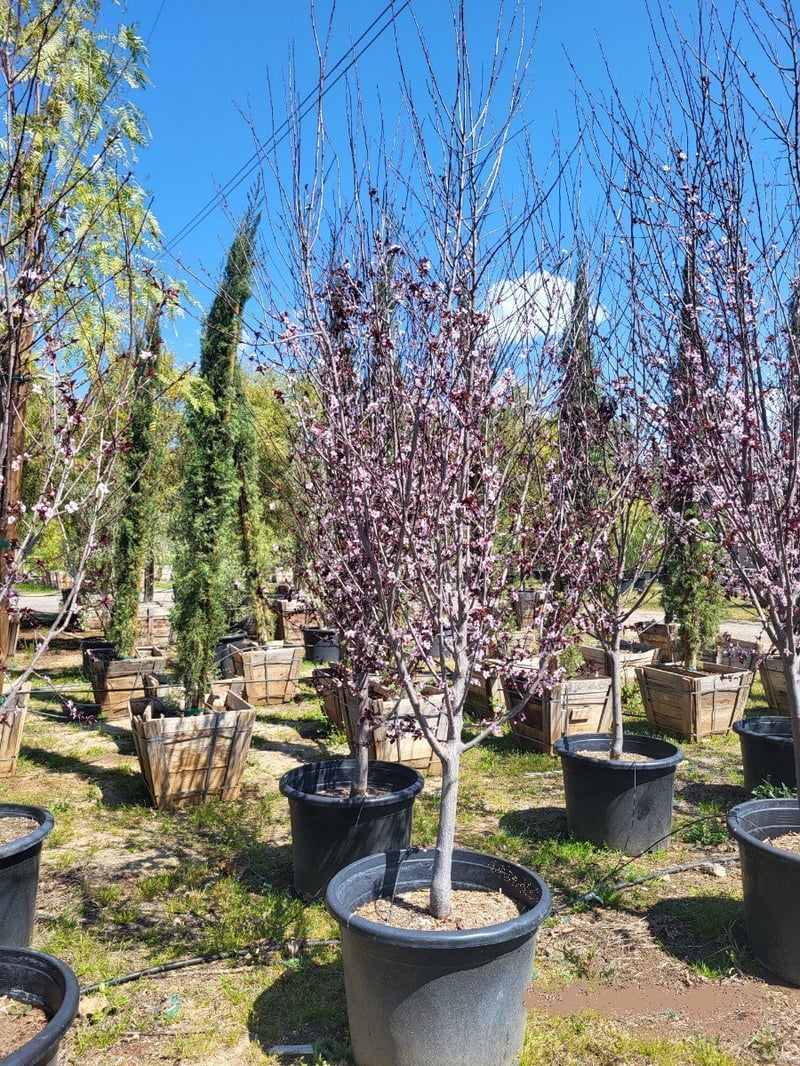 Photo for Prunus cerasifera 'Krauter Vesuvius' (Krauter Vesuvius Cherry Plum)