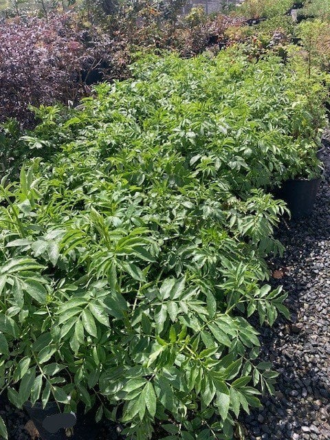 Photo for Sambucus mexicana (Blue Elderberry)