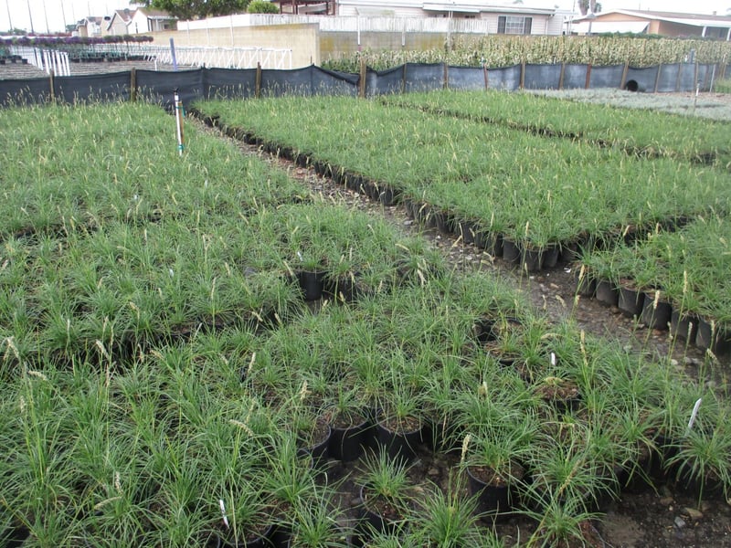 Photo for Sesleria autumnalis (Autumn Moor Grass)
