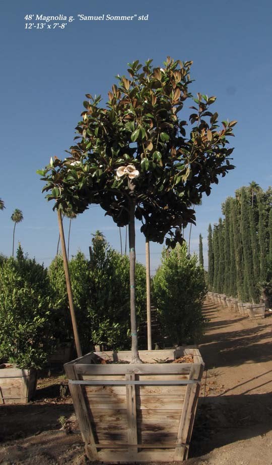 Photo for Magnolia grandiflora 'Samuel Sommer' (Samuel Sommer Magnolia)