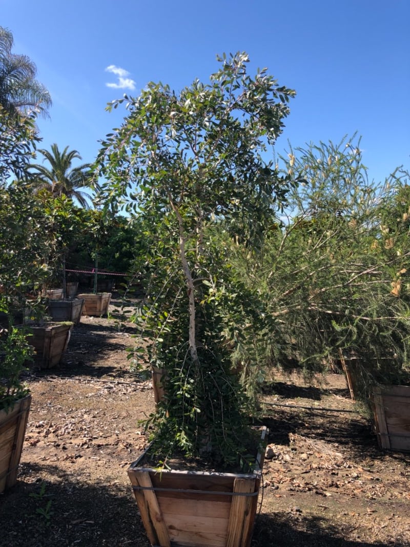 Photo for Melaleuca quinquenervia (Cajeput Tree, Paperbark Tree)