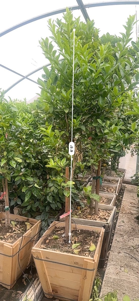 Photo for Citrus aurantifolia 'Bearss' Seedless (Seedless Bearss Lime)