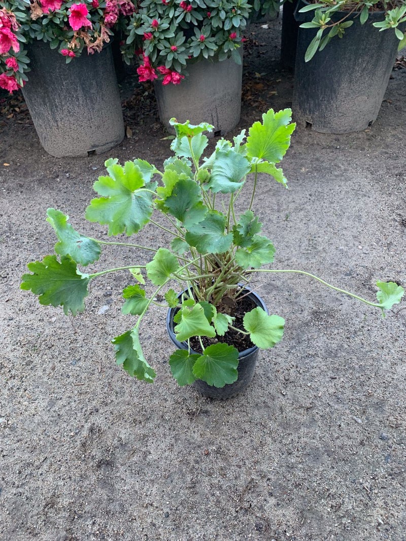 Photo for Heuchera maxima (Island Alum Root)
