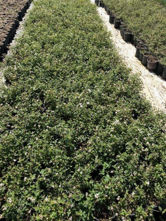 Photo for Lantana montevidensis 'White Lightning' (Pure White Lantana)