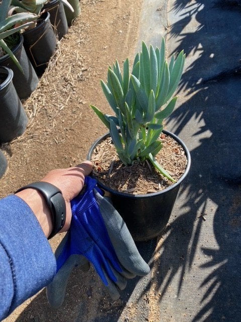 Photo for Senecio mandraliscae (Kleinia)