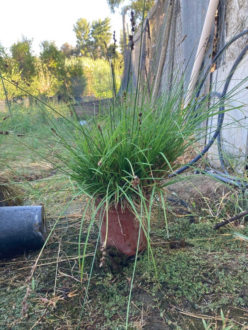 Photo for Carex tumulicola (Foothill Sedge)