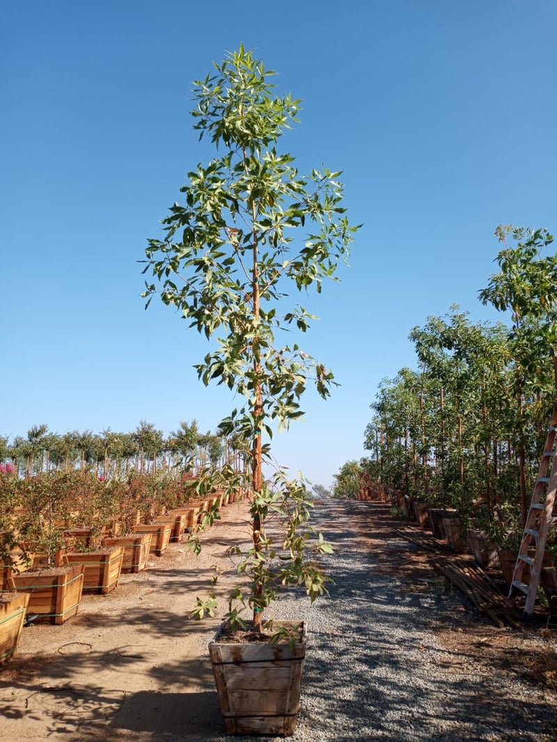 Photo for Lophostemon confertus (Brisbane Box)