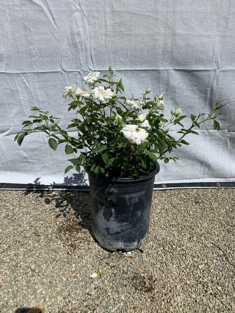 Photo for Rosa floribunda 'Iceberg' (Iceberg Rose )