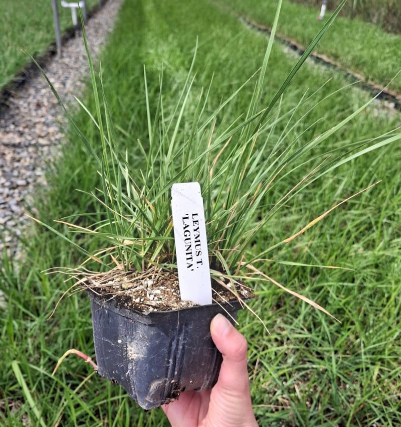 Photo for Leymus triticoides 'Lagunita' (Lagunita Wild Rye)