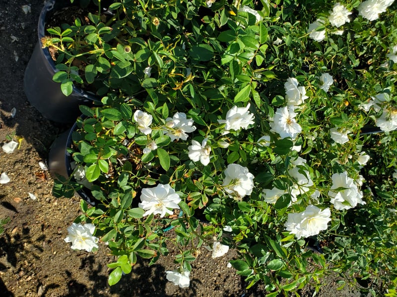 Photo for Rosa 'Flower Carpet White' (Flower Carpet White Rose)
