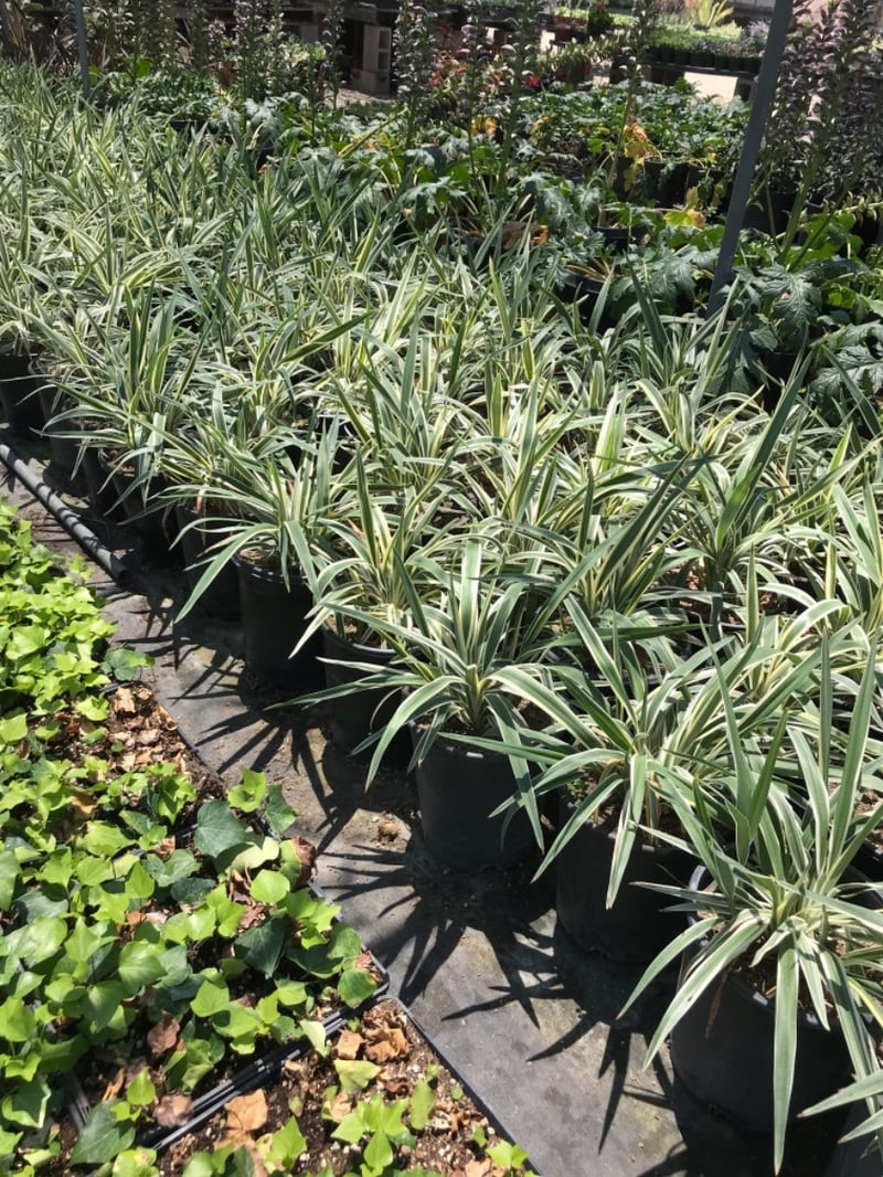 Photo for Dianella tasmanica (Tasman Flax Lily)
