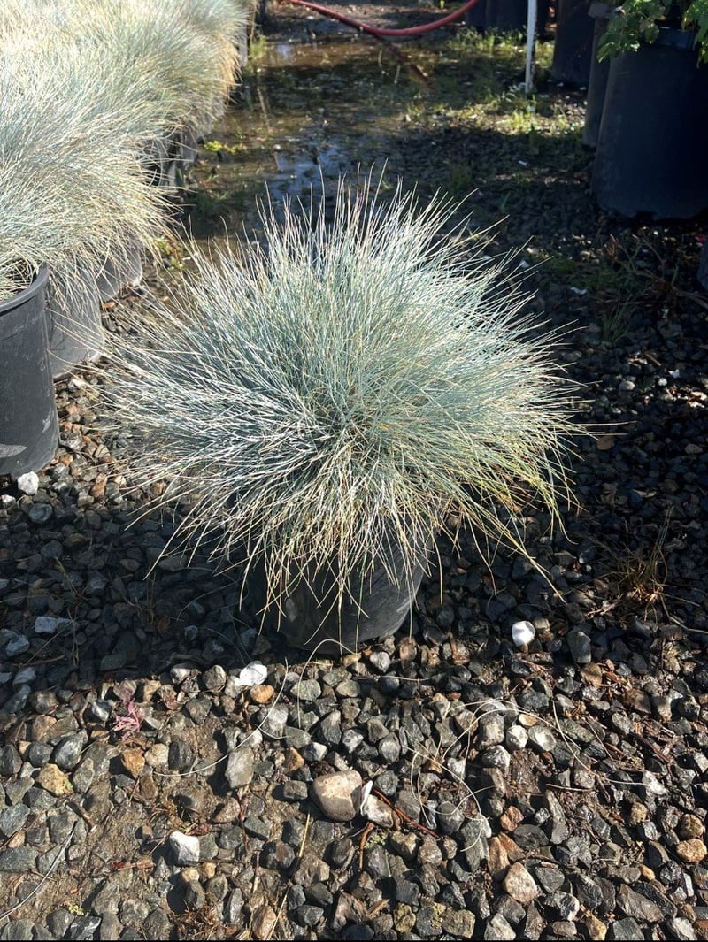 Photo for Festuca ovina 'Glauca' (Blue Fescue Grass)