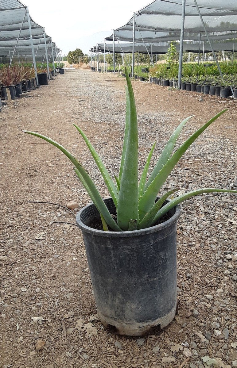 Photo for Aloe barbadensis (Medicinal Aloe Vera)