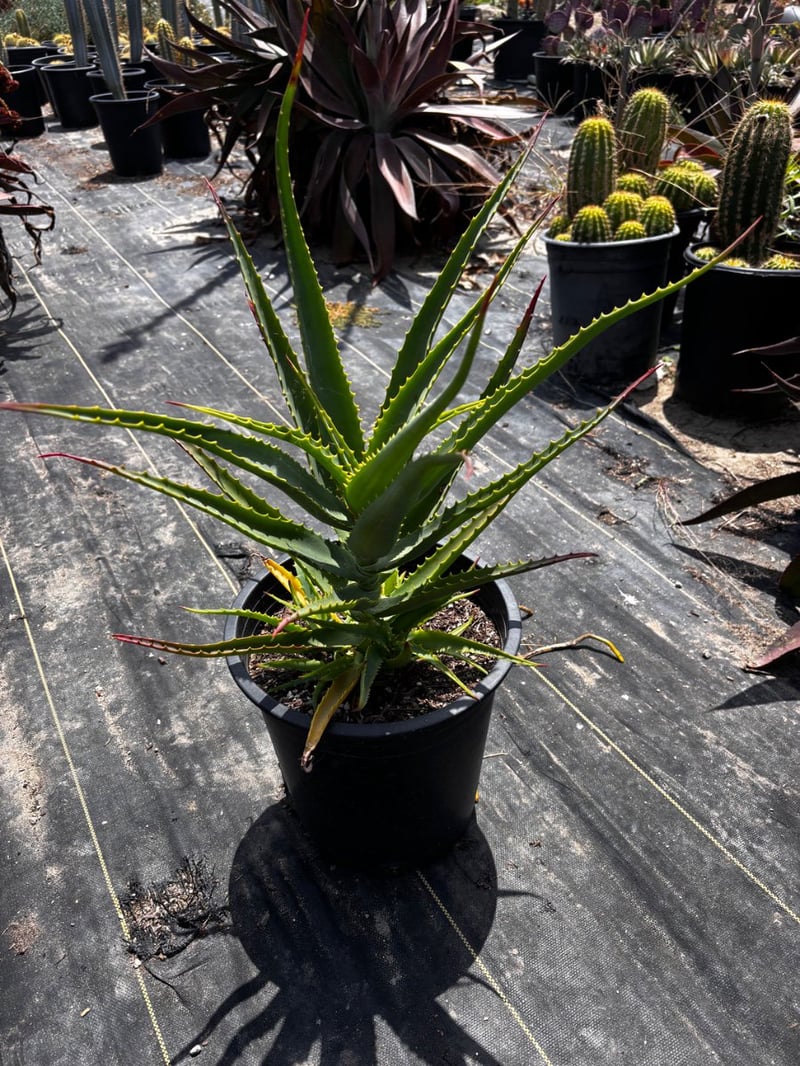 Photo for Aloe arborescens (Torch Aloe)