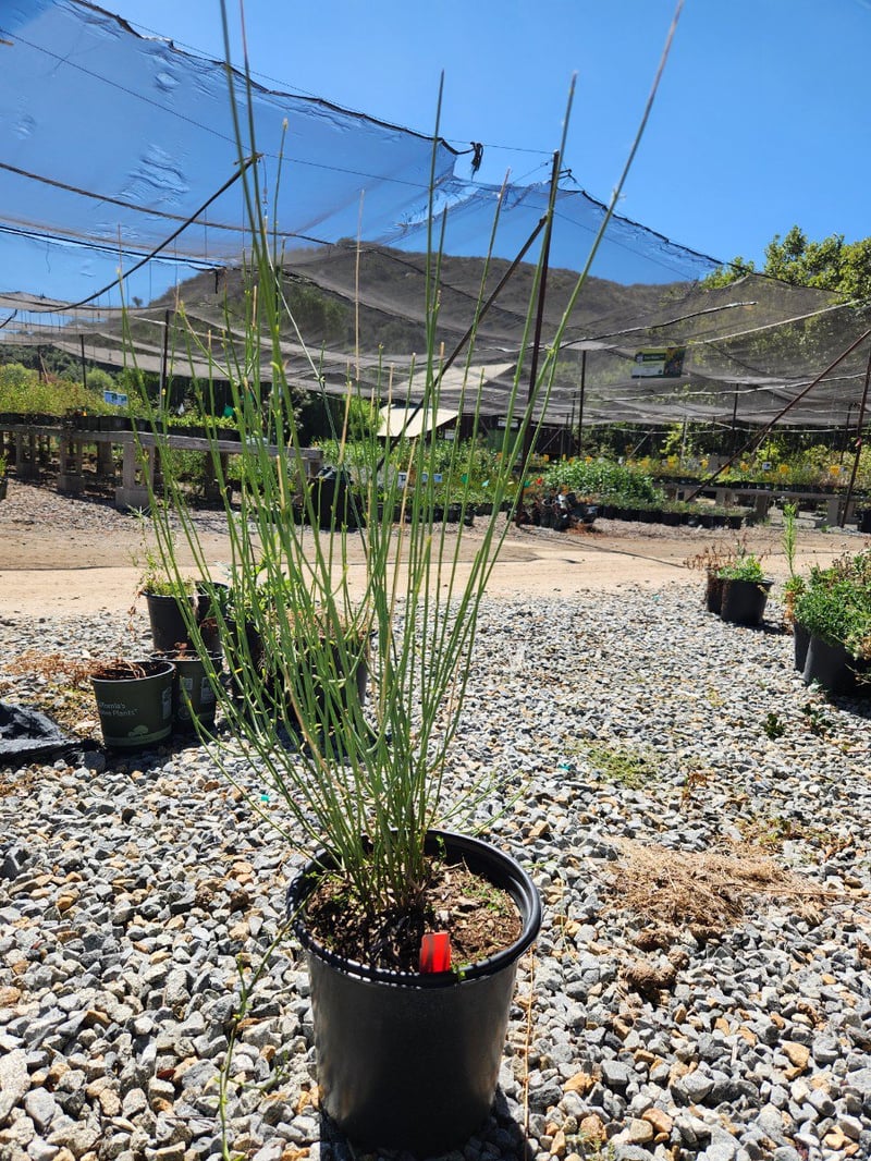 Photo for Gambelia juncea (Bush Snap Dragon)