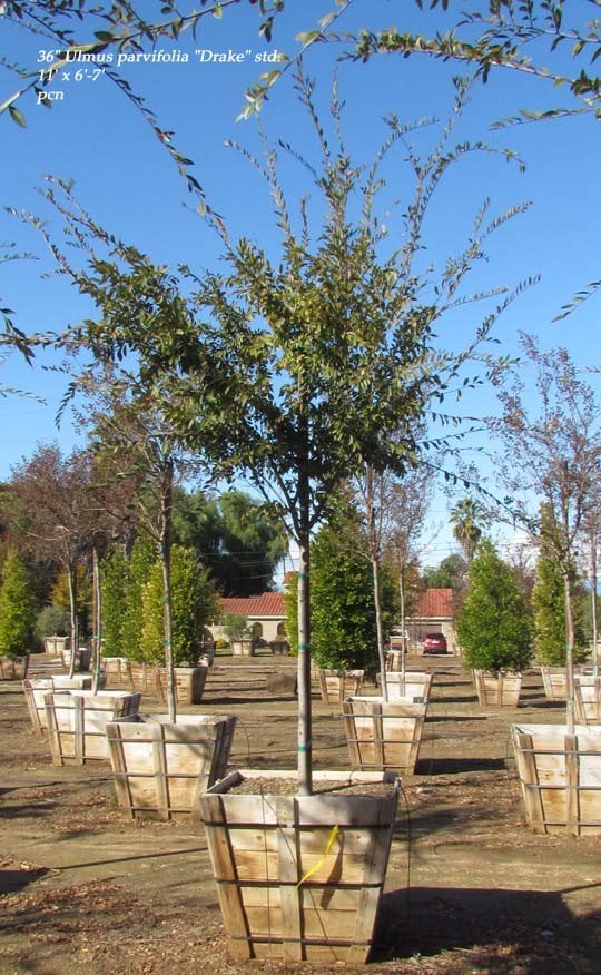 Photo for Ulmus parvifolia 'Drake' (Drake's Chinese Elm)