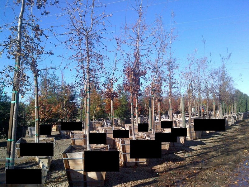 Photo for Quercus lobata (Valley Oak)